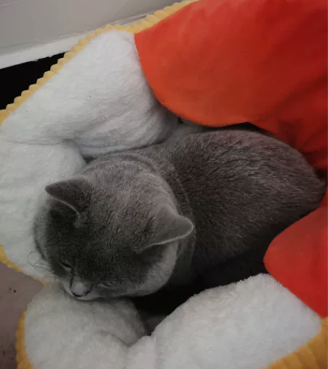 英短蓝猫，4个月，疫苗两针  感兴趣的话点...