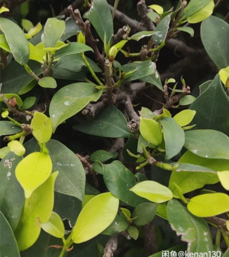 猫眼70通兑，猫眼电影票猫眼电子电影票券/...