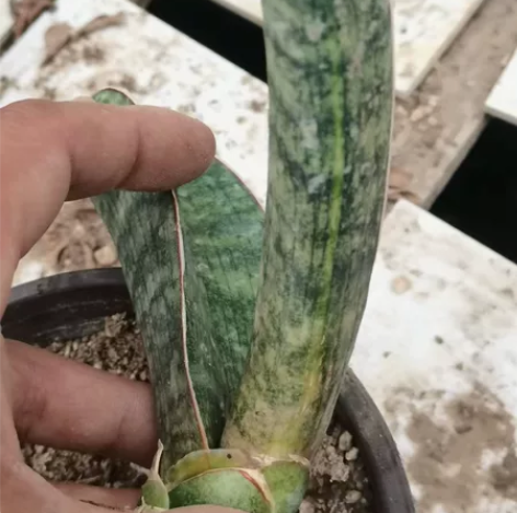 泰系虎皮兰，输入种棒球杆锦，拉丝散斑锦母本...