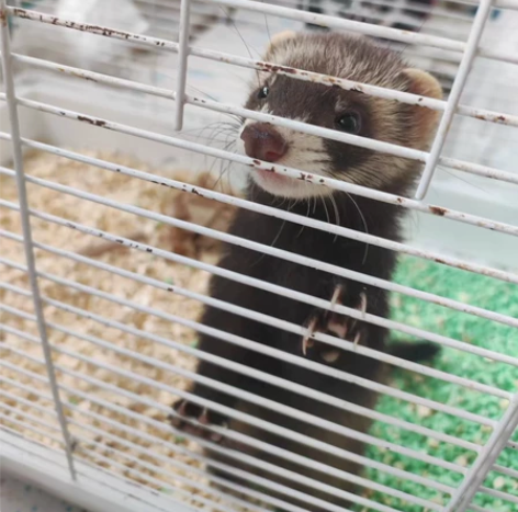 领养貂貂  要去外地，没时间养了！！！ 安...