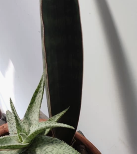 虎皮兰棒球杆，侧芽。得20多公分高。35包...