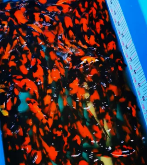 经典红与黑 绯泻20～25cm 感兴趣的话...