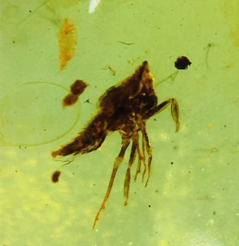 琥珀 虫珀 飘腊蝉幼 保存不错，细节可见，...