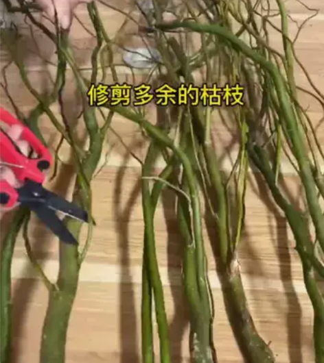 【春季水培绿植】龙柳鲜枝插花客厅落地插水植物易活观叶水培长根... 【春季水培绿植】龙柳鲜枝插花客厅落地插水植物易活观叶水培长根...