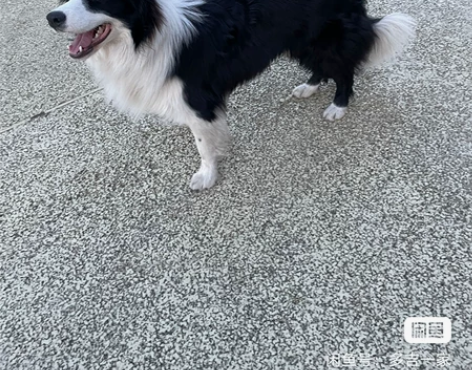 边牧一岁零两个月，3个月在武汉买的当时花了...