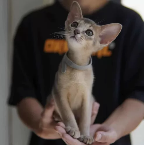 阿比西尼亚猫，家庭喂养，每天都有吃肉肉，非...
