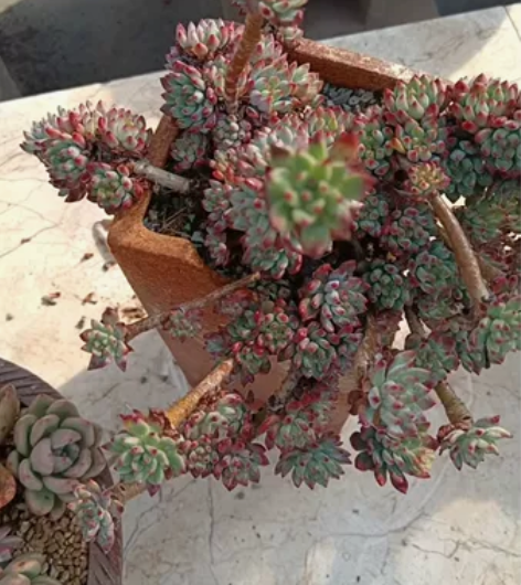 蓝苹果精控老桩，悬崖飘枝 感兴趣的话点“我...