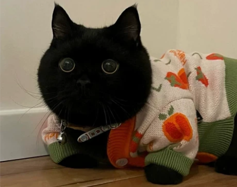 外出无法照顾，怕猫猫认生不愿意寄养在宠物店...