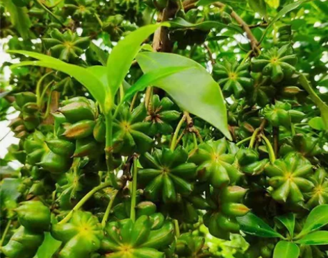 八角苗嫁接苗矮化古龙大红罗马八角嫁接苗广西...