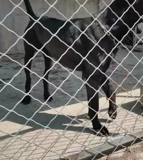 纯种中华黑狼犬，成年犬，幼犬都有  感兴趣...