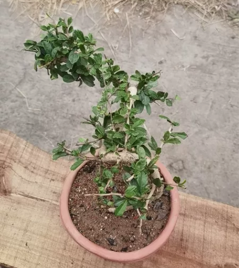 飘枝，福建茶，成都自提。 感兴趣的话点“我...