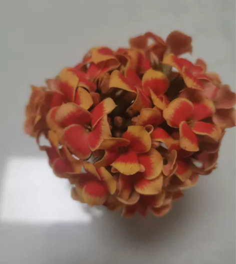 长寿花-插花-罗比橙 感兴趣的话点“我想要...