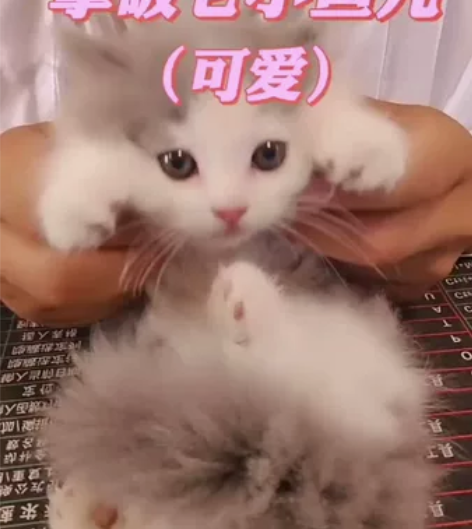 蓝白拿破仑弟弟8个月 为小鱼儿找新家，他身...