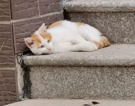 PPT代制作/文案/翻译/打字/抄东西/帮...