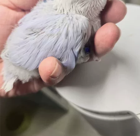 验卡母，一只紫熏派 700，家庭精养，实物...