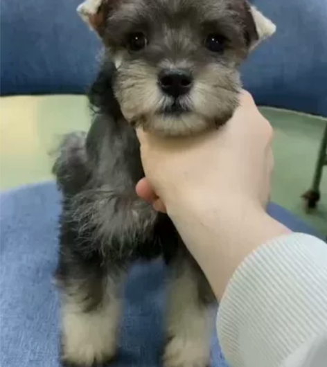 椒盐色雪纳瑞妹妹一枚！脸蛋漂亮！体型方正！...