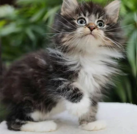 精品棕虎斑缅因弟弟 脸蛋漂亮 颜色好看 感...