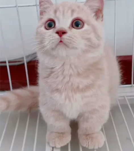 曼基康乳色，甜美度高，价格美丽，完美品相 ...