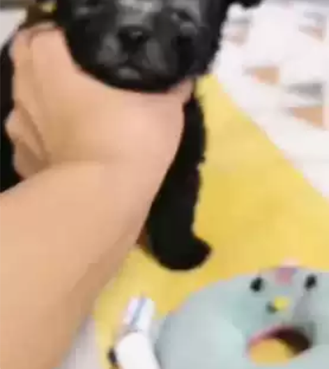 灰妹妹第一针疫苗记录，这小脸蛋儿简直太漂亮...