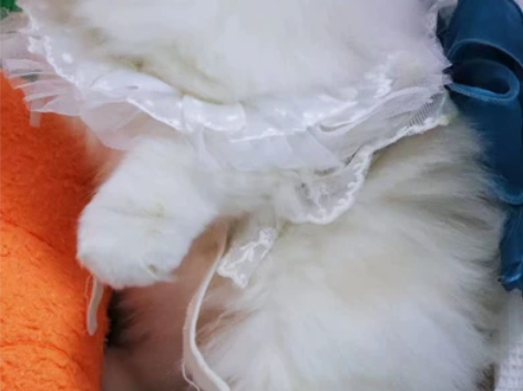 完美漂亮 海双布偶弟弟 波斯系 5个月 毛...