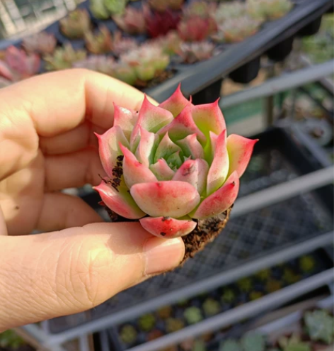 这位小萝莉是我家颜值之最，越看越美，要睫毛...