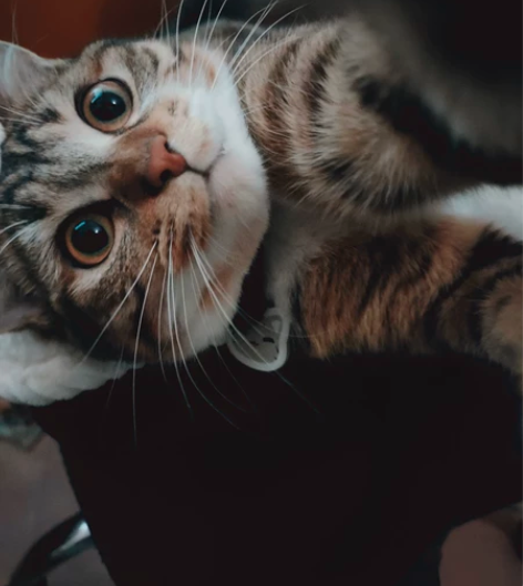 家里有三只猫，爸爸妈妈和女儿。老公，虎妞和...