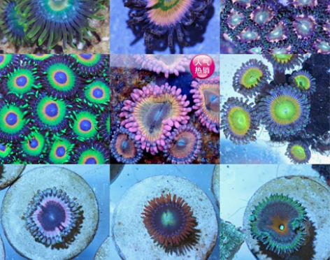 纽扣珊瑚鸡尾酒苏拉火焰三只橘子