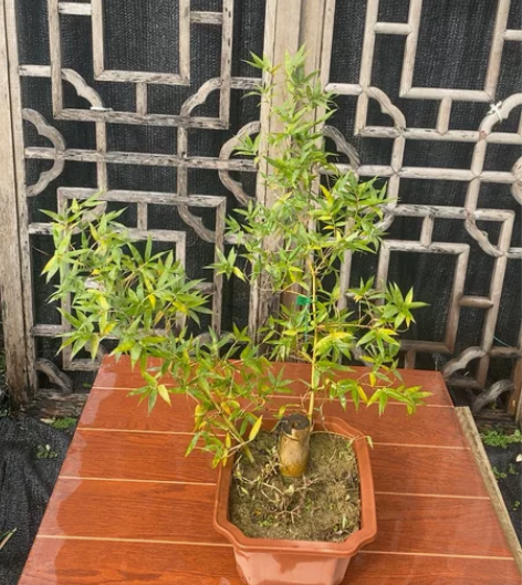 101号小叶簕竹 飘枝长度45CM 熟桩 ...