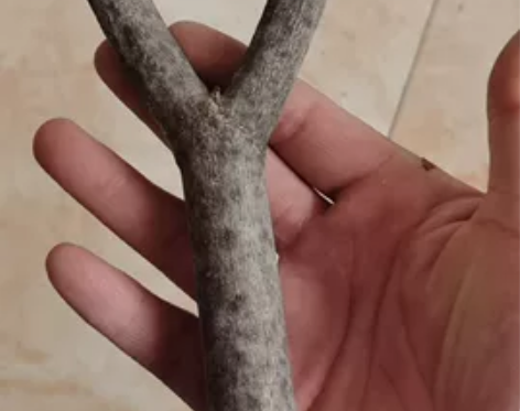 黄荆木，弹弓柸，原木衩，木质坚硬细腻， 感...