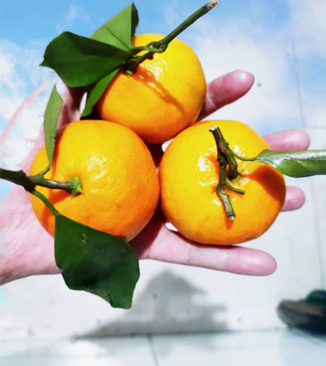 学科英语研究生学姐，考前帮助解压，可咨询专...