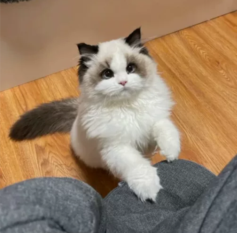 急！！！标价就是卖价！布偶900一只  找...