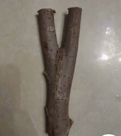 弹弓原叉榆木，右边是我自己用的，同一颗树的...