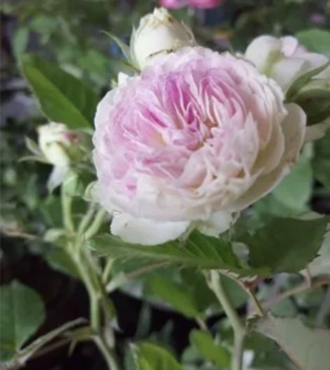 川农计算机复试考试指导 感兴趣的话点“我想...