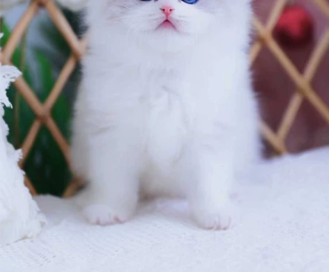 【包空运】蓝双布偶弟弟 开脸漂亮 脸蛋甜美...