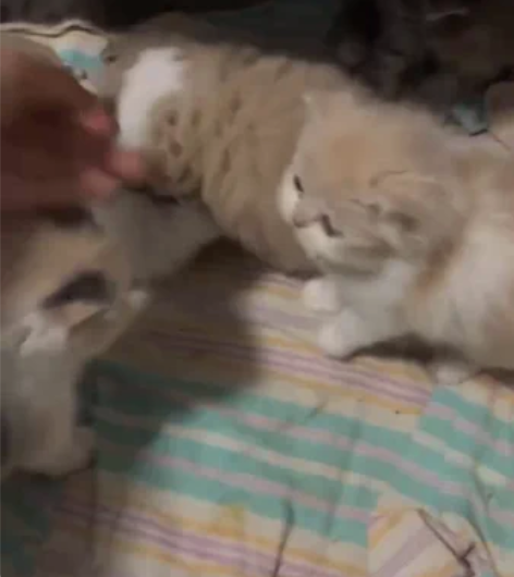 三花小母，小偿领养，性格粘人温柔，脸蛋漂亮...