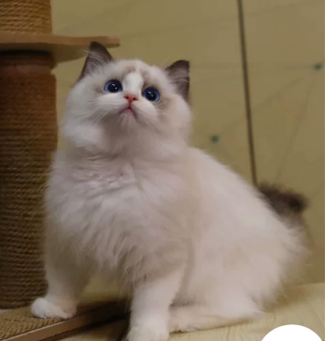 完美海双布偶弟弟 脸蛋漂亮 眼睛超级蓝 五...