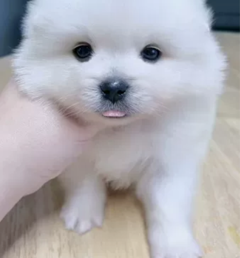 博美弟弟，毛量超好，脸蛋儿漂亮极了，两针疫...