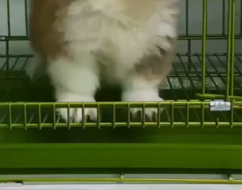 精品双色长毛弟弟！三通花色！开脸漂亮！脸蛋...