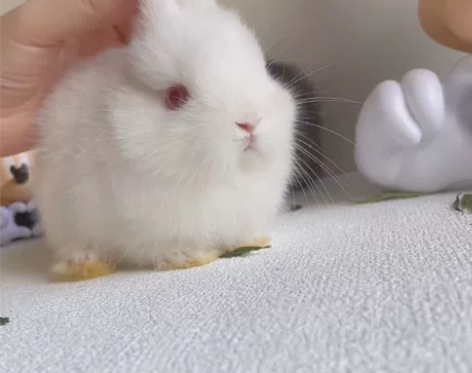 待售：红眼白 超级漂亮的小脸蛋  耳朵偏长...