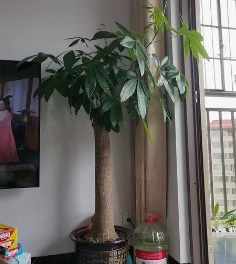 单杆发财树,一口价自提,长势茂盛,带盆两米...