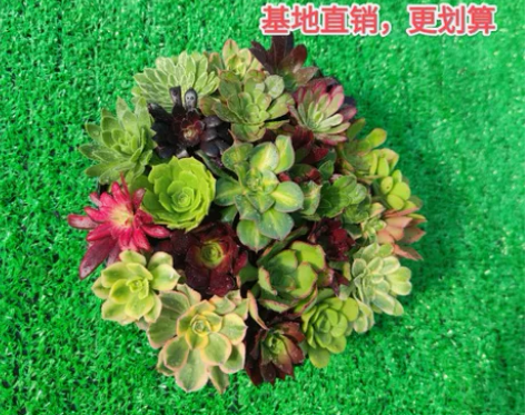 法师繁殖苗组合套餐净化空气防辐射吸甲醛新手...