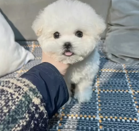 自提自家养的比熊幼犬，比熊幼犬宠物狗狗陪伴...