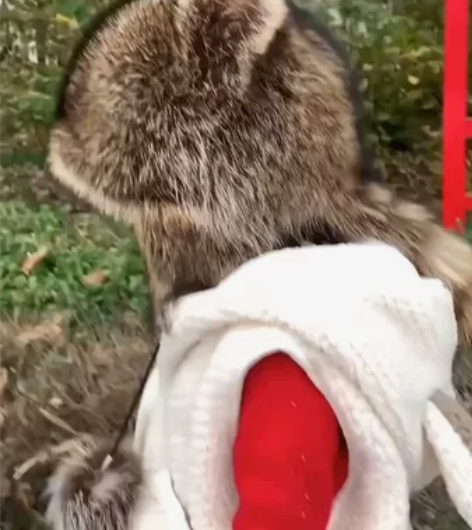 【清仓处理】小浣熊霸王帽真皮美洲貉儿童帽冬...