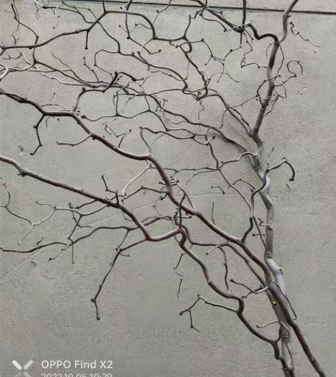 龙枣老树枝插花,灯架,装饰品自已修剪一下造...