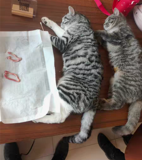 宠物绝育 公猫、狗绝育上门，母猫、狗绝育手...