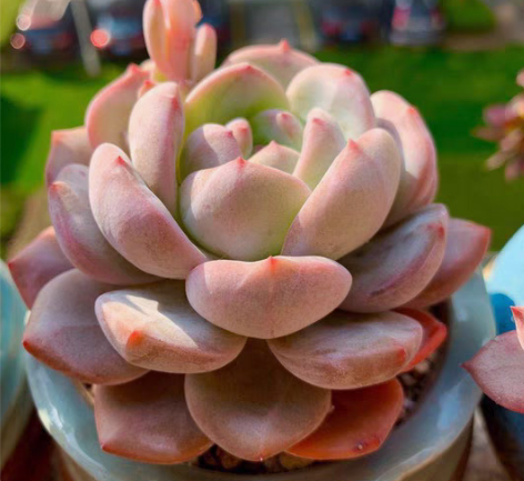 包邮【橙子缀化多肉】 橙子缀化   五头带...