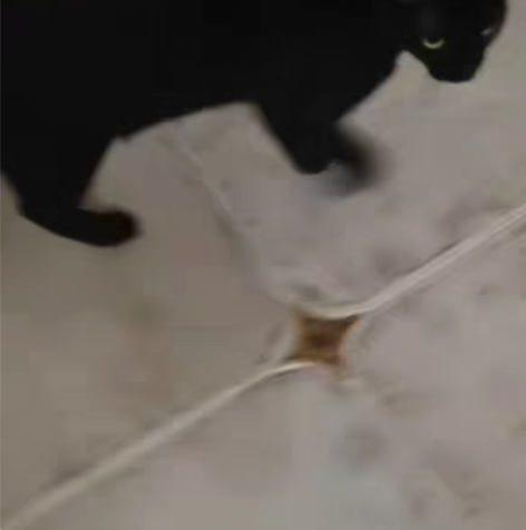 成年返祖暹罗公猫借配，通体深咖色，眼睛又大...