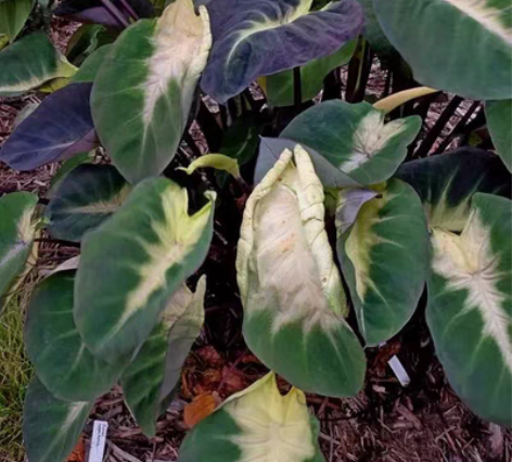 新品种热带风暴魔芋，有货，苗高10cm左右...