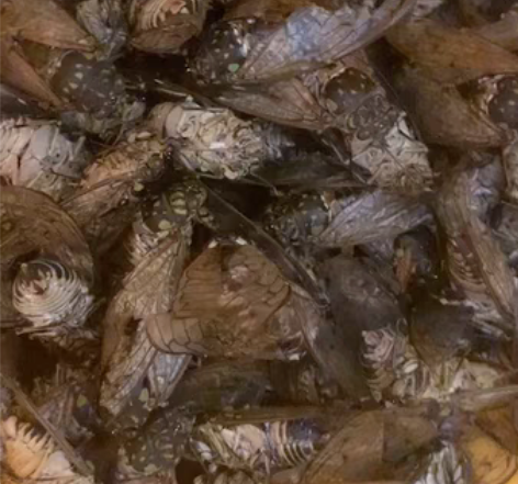 包邮黑知了-无影蛙子，家里老人自己粘的 1...