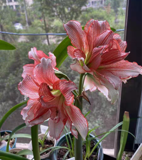 包邮倾城之恋,包对版,20一厘米要的联系,...